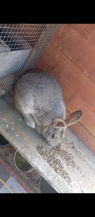 Vendo casal de coelhos