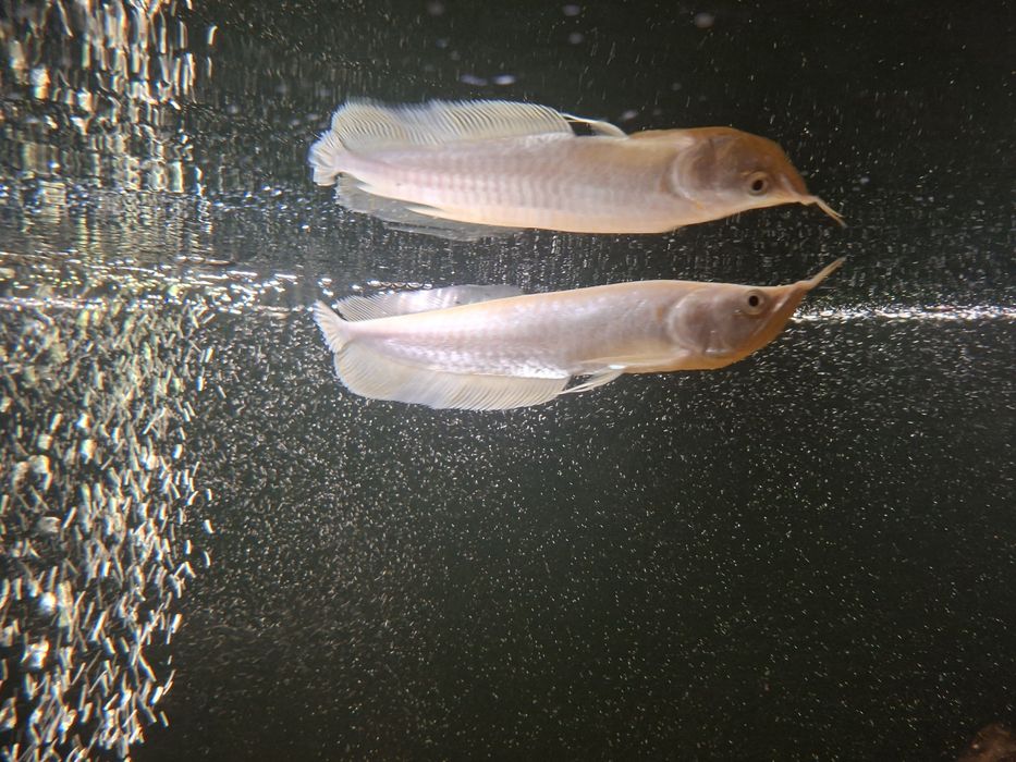 Arowana srebrna albino