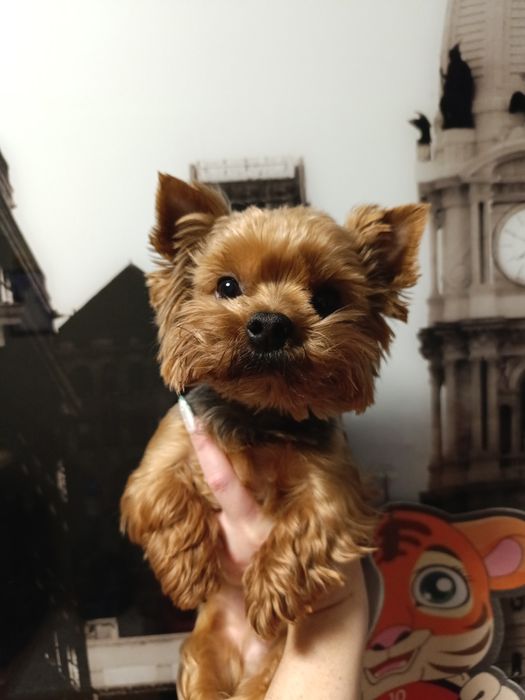 Міні йорк, маленький принц