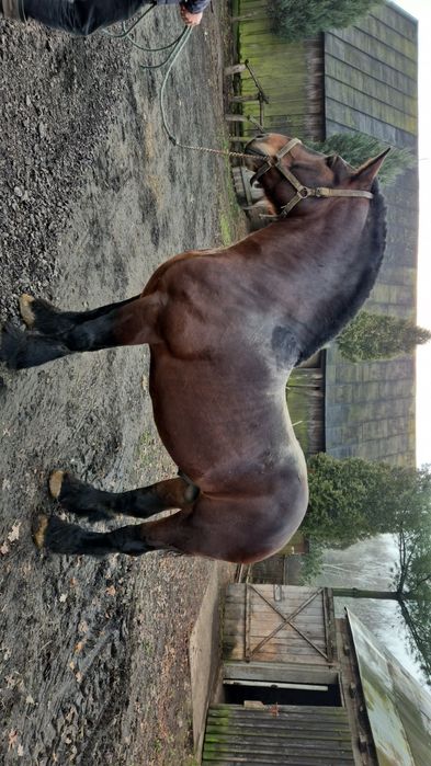 Ogier sztumski programowy