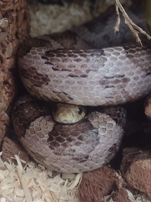 Pomoc w założeniu pierwszego terrarium i akwarium