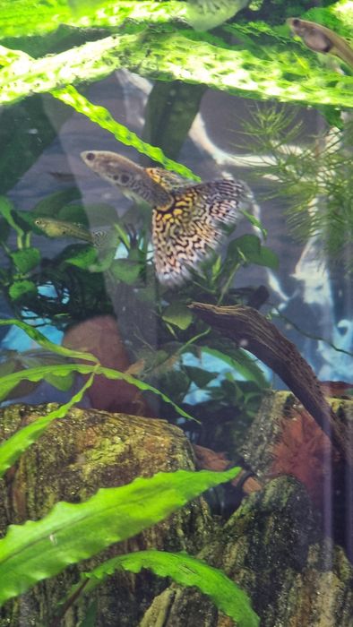 Gupik White Cobra para