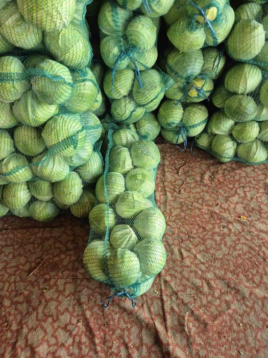 Продам білокачанну каусту