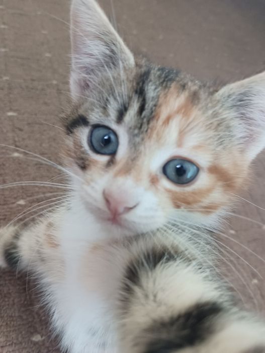 Віддамо кішку в добрі руки.