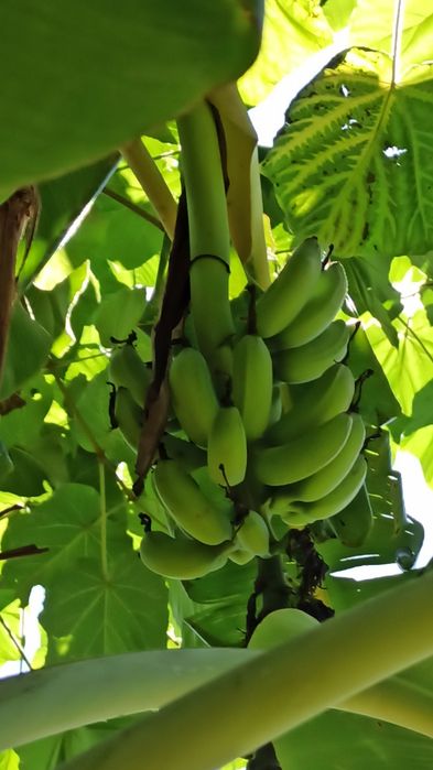 Bananeiras  musa