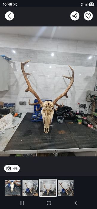 Duzy suchy  wieniec jelenia dwunastak 6,2kg ZAMIENIĘ