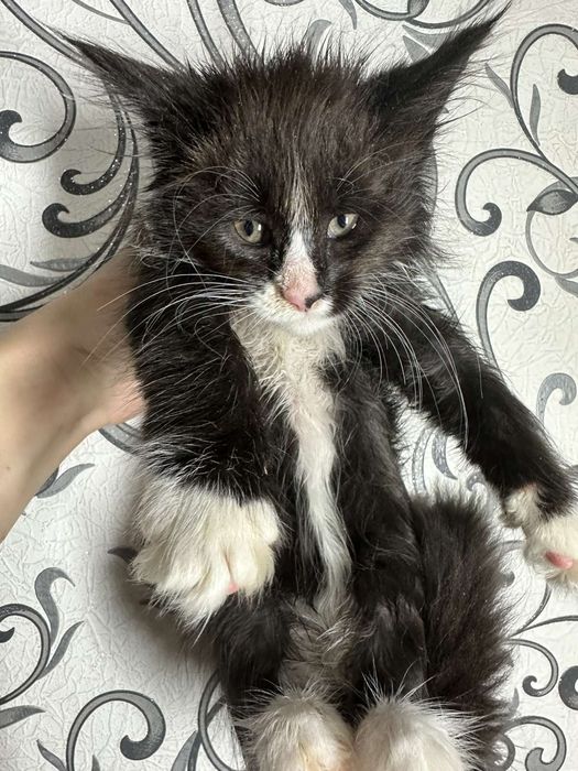 Мейн-кун дівчинка