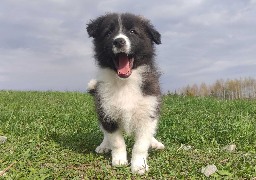 Piękny Rasowy Pies Border Collie - TEXAS z pełną dok. z hodowli do odbioru