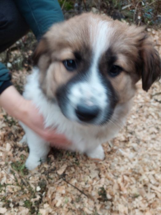 Отдам даром в хорошие руки