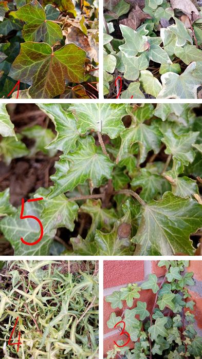 Bluszcz sadzonki różne odmiany