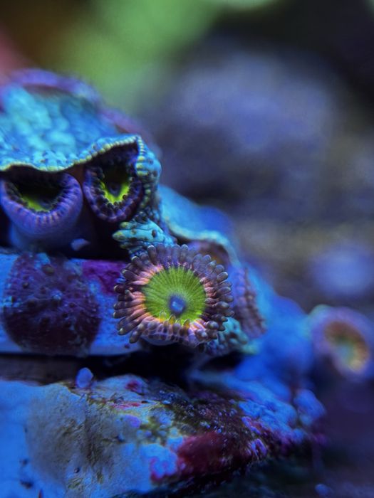 akwarium morskie Zoa/Zoanthus