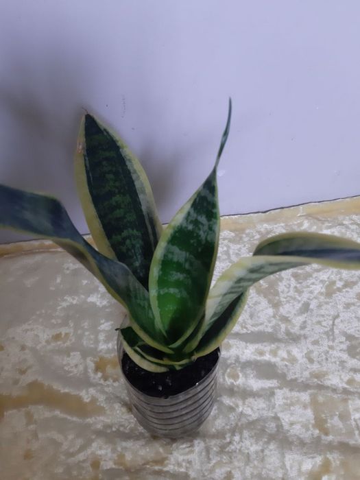Сансевьерия с жёлтой каймой