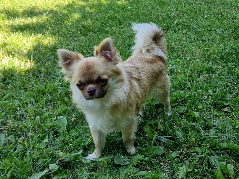 Piesek długowłosy Chihuahua