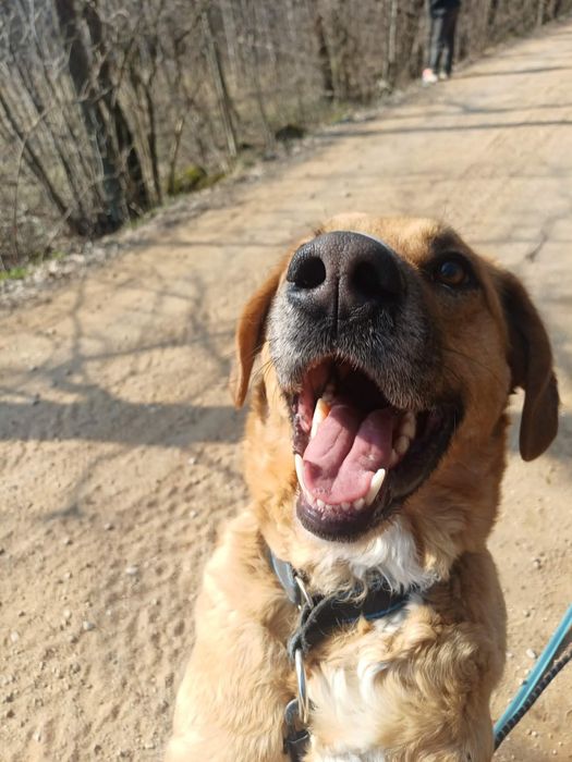 pies oddam do adopcji za darmo