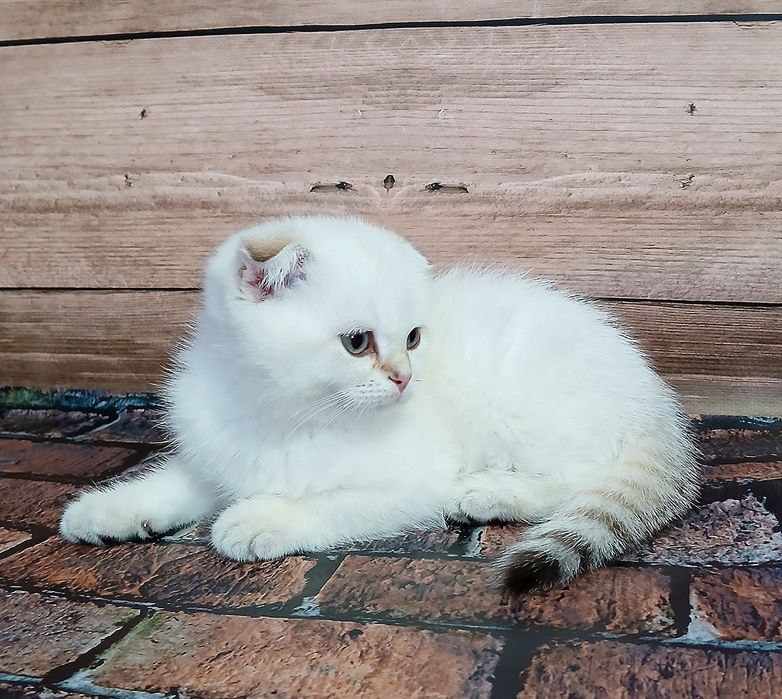 Котик шиншила два місяці