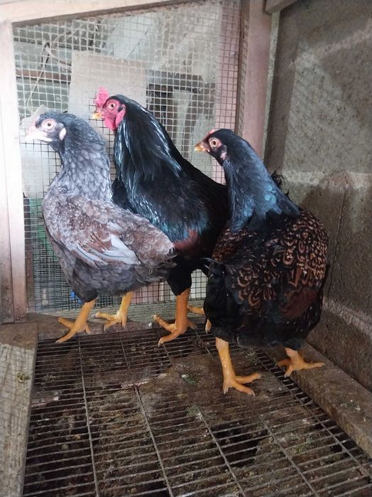 Cornich   ovos e Ovos verde e Galos Legorne com menos de 1 ANO