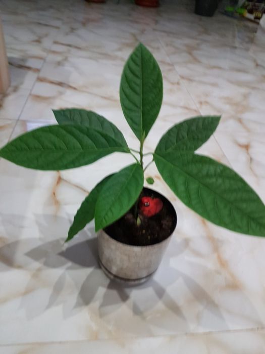 Продам саженец авокадо