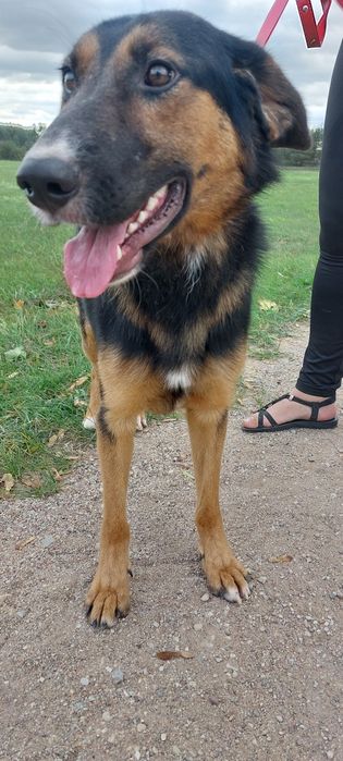 Wiktorek pies do adopcji