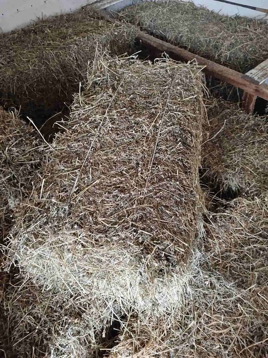 Продам сіно лугове , та сіно люцерни ціну уточнюйте