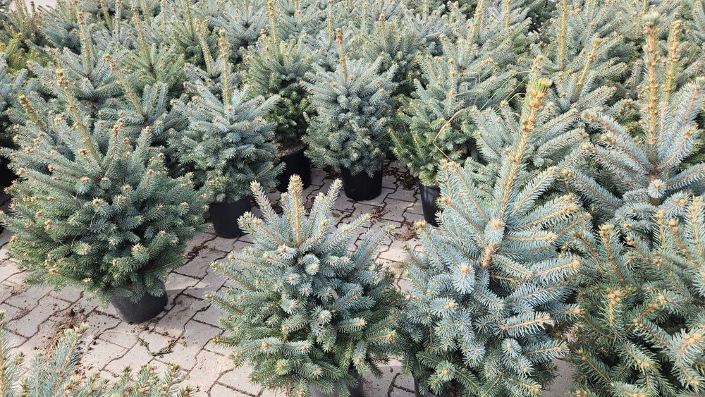 Jodła Świerk Sosna Choinki Dostawa wybór wys 20cm-5m doniczka cięta