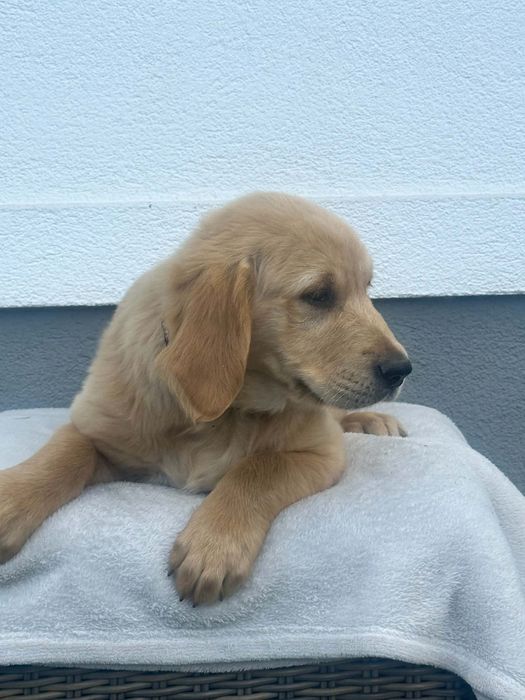 Przepiękny piesek Golden Retriever – gotowa do odbioru