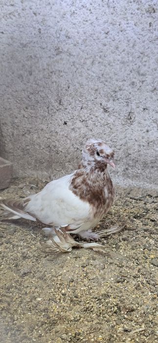 Casal de pombos tambor cabeleira frisados e cambalhota
