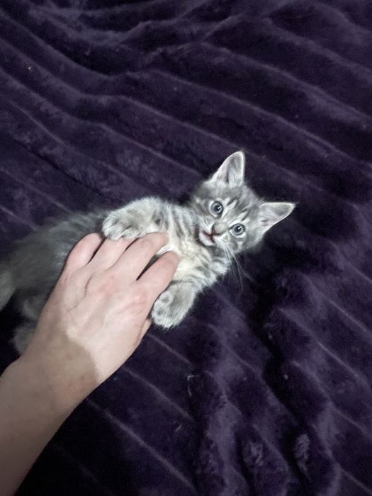 Котик серая с пололсками
