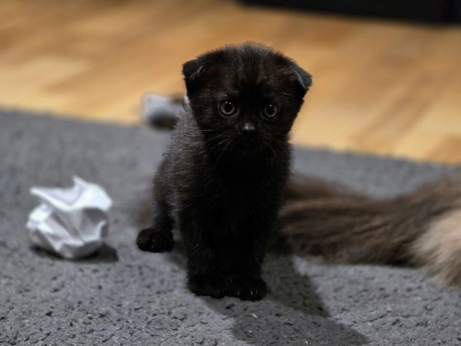 Кошечка  вислоухая