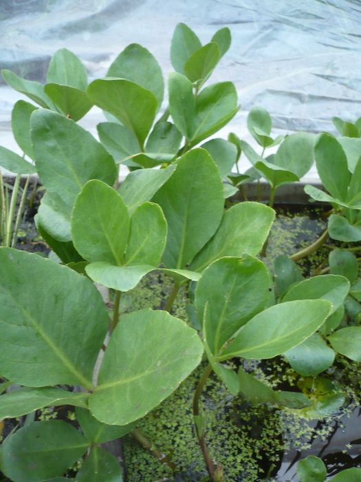 Rośliny wodne, rośliny przybrzeżne , Kamieńsk lesiakowski.pl