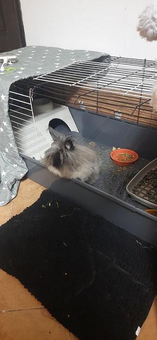 Krolik miniaturka angora angielska York