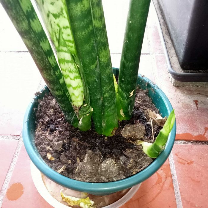 Espadas-de-São-Jorge