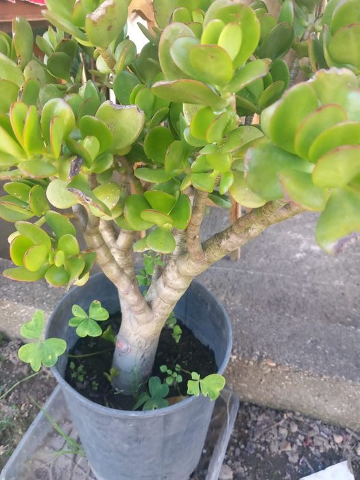 Planta jade.         .