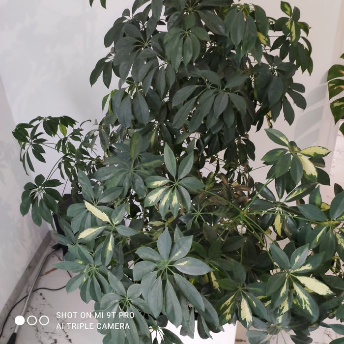 Kwiat doniczkowy SZEFLERA