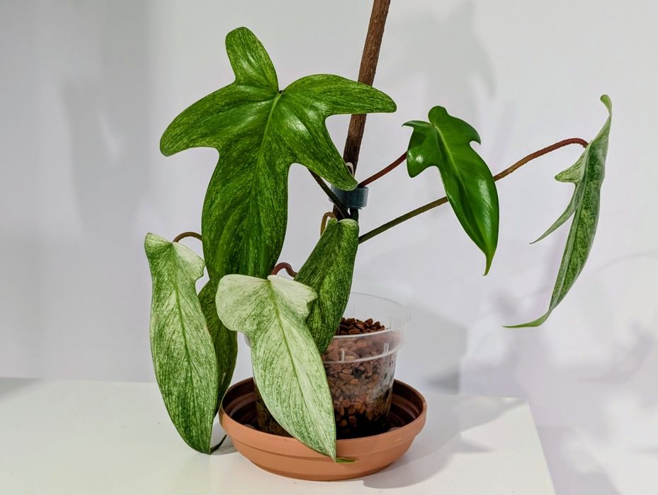 Filodendron Florida ghost philodendron