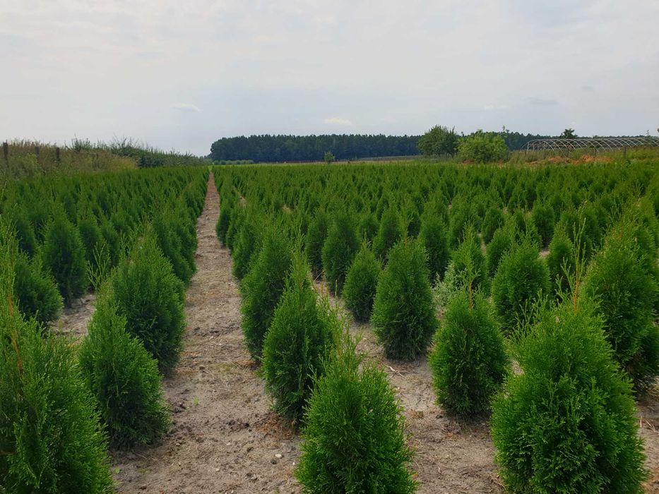Tuja szmaragd z gruntu, producent, dowóz