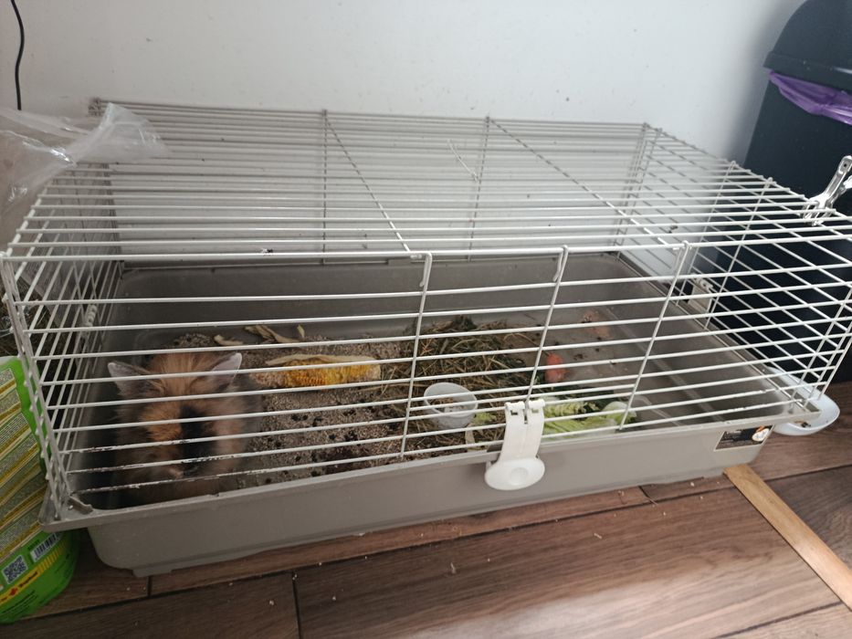 Króliki miniaturka wraz z klatką