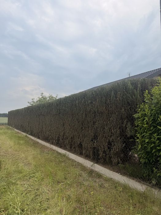 usługi ogrodnicze