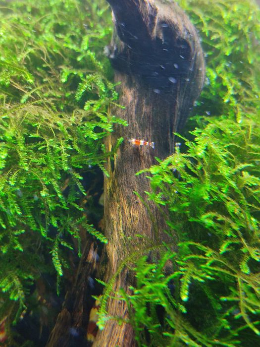 Krewetki Red Crystal