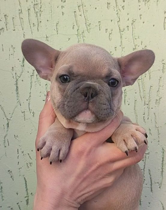 Французький бульдог, дівчинка