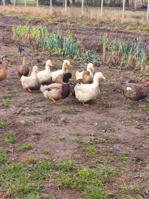 Kaczki ruańskie ,elesbury ,piżmowe czekoladowe