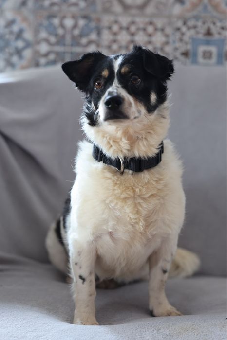 Do adopcji sunie i piesek