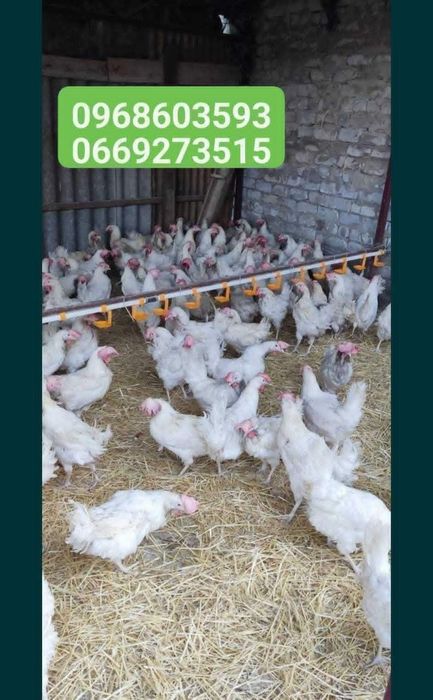 Курки-несучки для домашнього господарства.