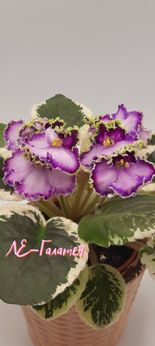 Фіалка фиалки узамбарська дітки та листя АКЦИЯ