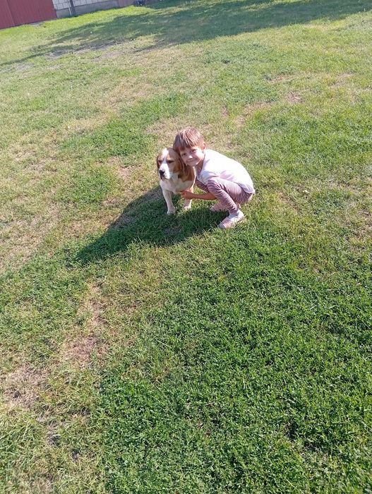 Sprzedam Beagle