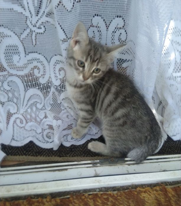 Кошенята безкоштовно !