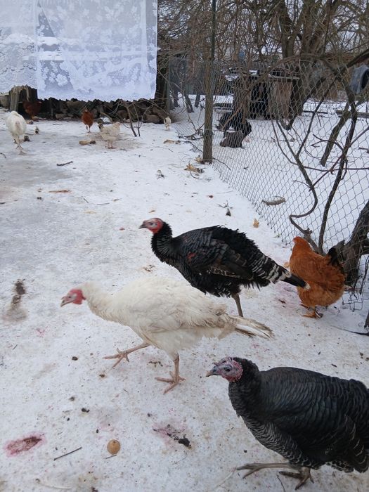 Продам індиків,молодих,будуть вже гуляти,гарні