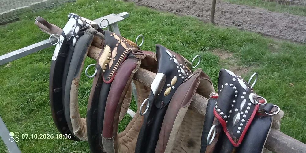 kon klacz chomąto uprząż