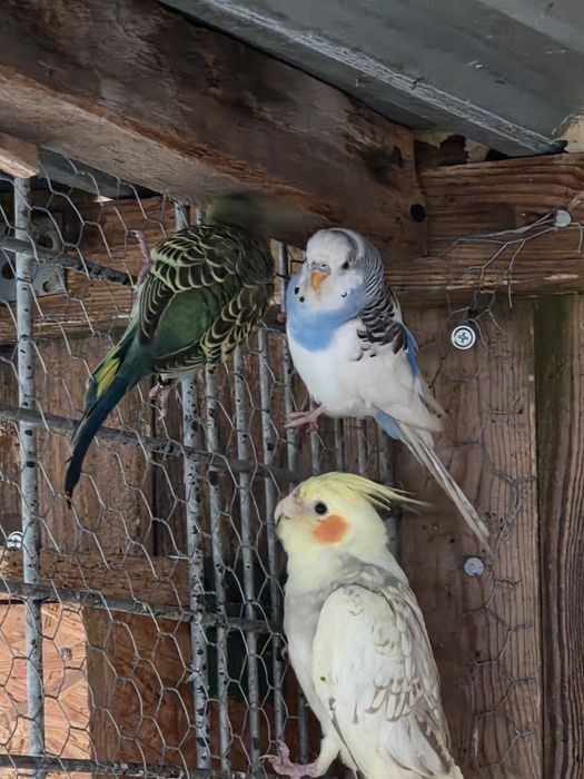 Sprzedam papugi nimfy