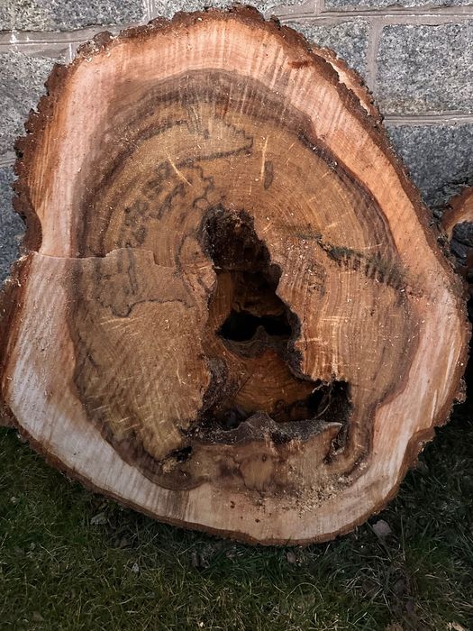 Drewno Wiąz świeżo cięte duże plastry handmade żywica