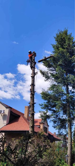 Wycinka drzew trudnych, niebezpiecznych